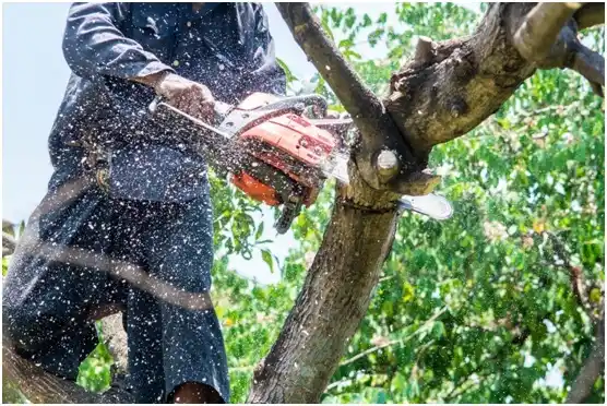 tree services DeForest